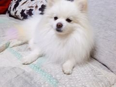 -安安宠医·安宠宠物医院