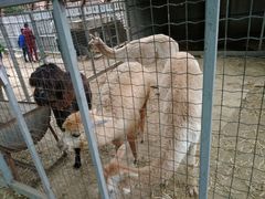 -意大利农场度假村