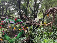 -广州长隆飞鸟乐园