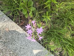 -昆山城市生态森林公园