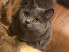 -猫友咖啡店(玉林西路店)