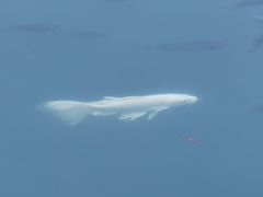 -四海公园(南山区)