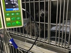 -瑞鹏瑞爱宠物医院·全科·猫科·血液透析中心(龙头寺店)