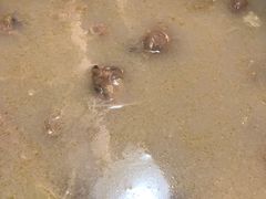 -捞旺猪肚鸡(街道口店)