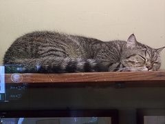 -猫咪博物馆(顶澳仔猫街店)