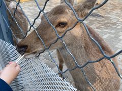 -长白岛森林公园