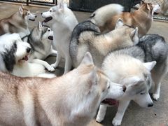 -TrueLove @ Neverland (Husky Cafe)