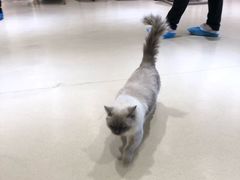 -藏猫猫咖啡主题馆(中央大道店)