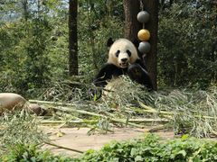 -中国大熊猫保护研究中心雅安碧峰峡基地