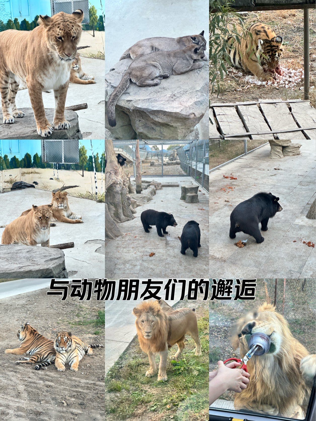 0元玩转这座城#动物园#动物园里看老虎