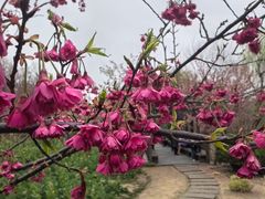 -顾村公园