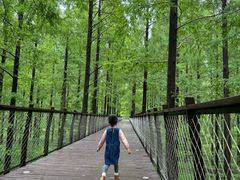 -黄海国家森林公园