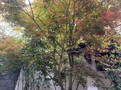 -古今茶语·峨眉山有机茶体验馆