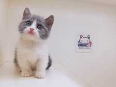 -十年猫舍·猫咪专门店(普陀店)