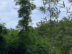 -峨眉山报国寺