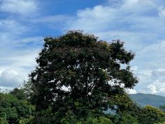 -中国科学院西双版纳热带植物园