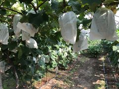 -马陆小张葡萄园农家乐