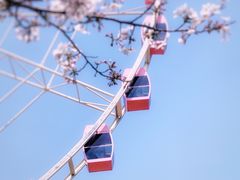 -顾村公园