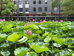 -四川大学(望江校区)