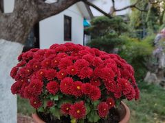 -莫愁湖公园