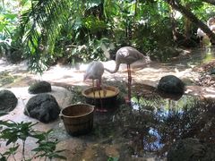 -火烈鸟餐厅