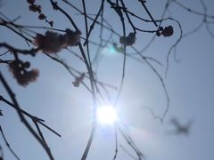 -龙大花卉苗木市场