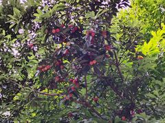 -宝岩生态观光园