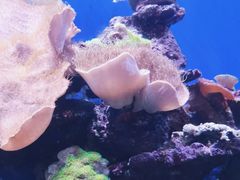 -北海海底世界
