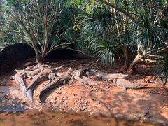 -海南热带野生动植物园