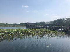 -溱湖国家湿地公园