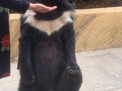 -东方熊牧场