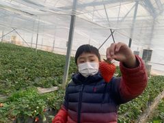 -喜杨洋草莓采摘园
