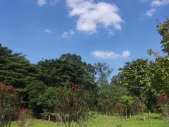 -长洲岛