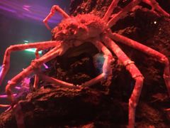 -暹罗海洋世界