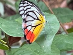 -武吉知马自然保护区