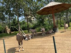 -大连森林动物园