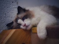 -猫在这儿猫咪咖啡馆·撸猫馆