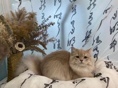 -爱洗澡的猫(望京店)
