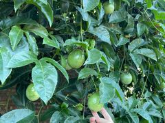 -中国科学院西双版纳热带植物园