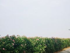-上海滨江森林公园