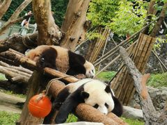 -都江堰中华大熊猫苑