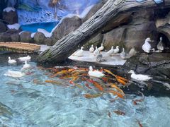 -海合安青岛极地海洋公园