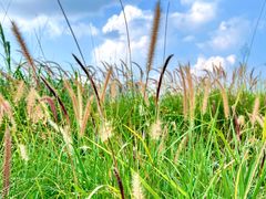 -光明小镇欢乐田园