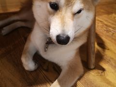 -柴务处·柴犬主题狗咖