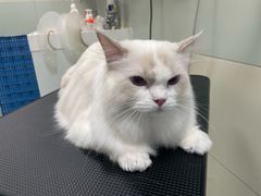 -达爱动物医院·犬猫分区·CT·复杂眼科(远洋山水分院)