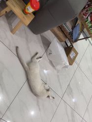 点击看大图 -镁连社·美联社