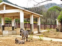 -石家庄市动物园