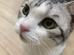 -安格丽娜·狗咖·猫咖羊驼咖(春熙路百盛商场店)