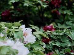 -北京市劳动人民文化宫