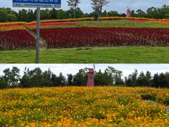 -同里国家湿地公园